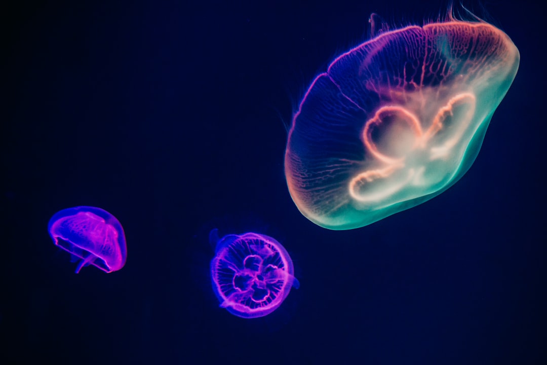 Photo Jellyfish, Aquaculture